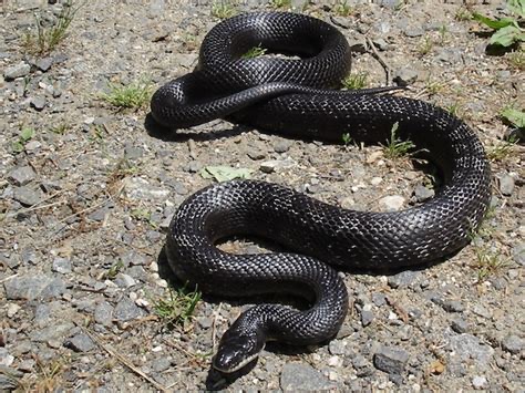 <p>Black rat snake</p>