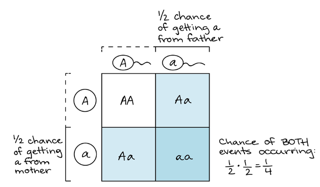 <p>1/4</p>