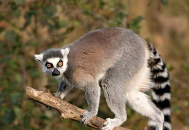 <p>Lemurs</p>
