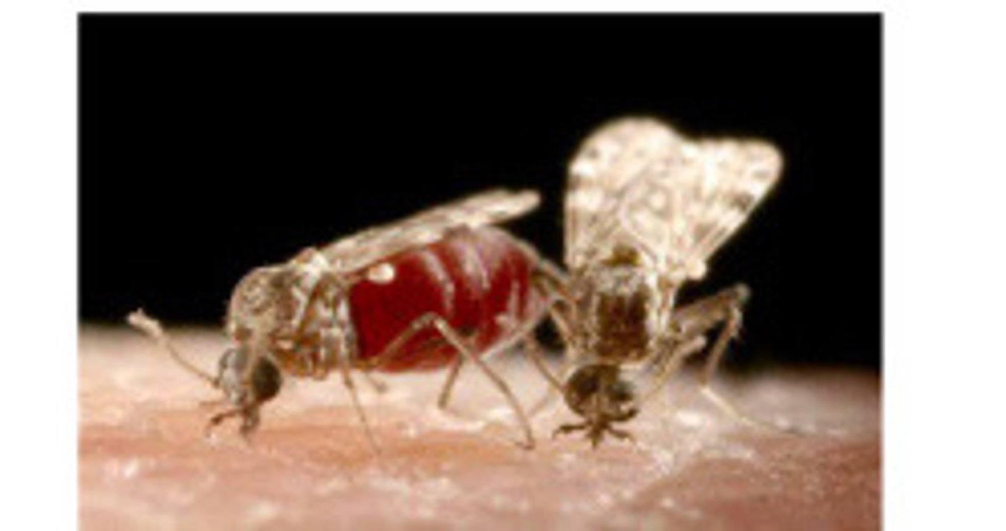 <p>What fly is this?</p>