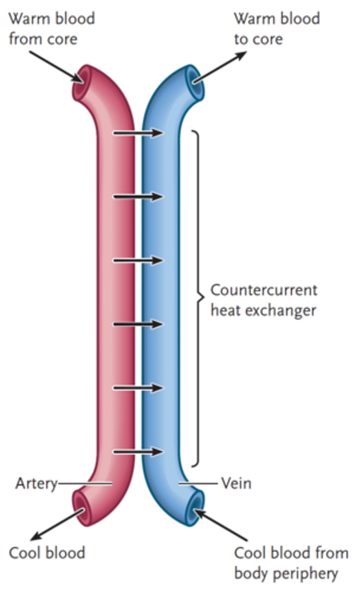 <p>1: Small ears, less exposed body-surface</p><p>2: Counter-stream heat-exchange, rete mirabile.</p>