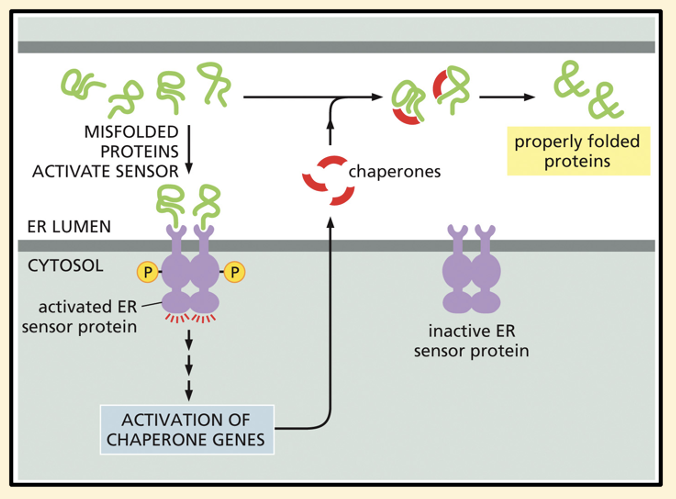 <ol><li><p>Misfolded proteins are actively retained in the ER by binding to chaperone proteins </p></li><li><p>Chaperones prevent misfolded proteins from aggregating and helps steer proteins along a path towards protein folding</p></li><li><p>An excess of unfolded proteins in the ER triggers the unfolded protein response (UPR)</p></li><li><p>Sensor proteins become activated by the accumulation of unfolded proteins and then stimulate an expansion of the ER, increase number of chaperones and reduce the amount of new proteins entering the ER.</p></li></ol><p></p><p></p>