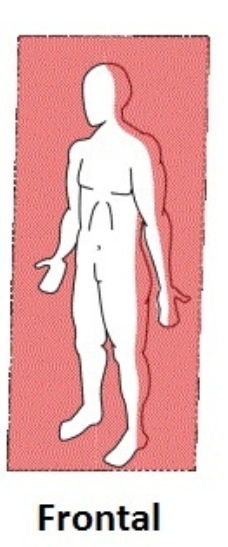 <p>Coronal/ Frontal plane</p>