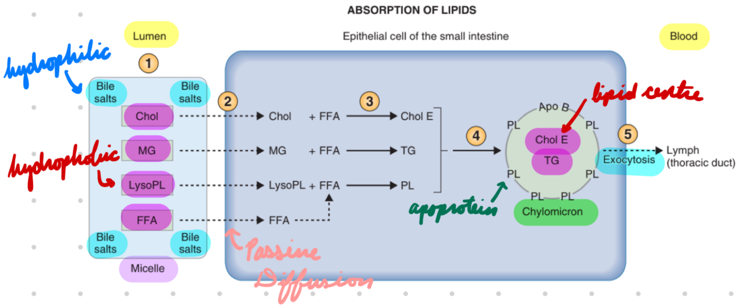 <ol><li><p>Lumen: Lipid products → Micelles</p></li></ol><ul><li><p>Hydrophobic centre (lipid products)</p></li><li><p>Hydrophilic outer (bile salts)</p></li></ul><ol start="2"><li><p>Apical Membrane: Micelle transport lipid products</p></li></ol><ul><li><p>Passive diffusion lipids → Cell</p></li></ul><ol start="3"><li><p>In Cell: Lipids packaged → Chylomicrons → Secretory vesicles</p></li></ol><ul><li><p>Chylomicrons: Lipid centre + apoprotein outer</p></li></ul><ol start="4"><li><p>Basolateral Membrane: Secretory vesicles transport lipids</p></li></ol><ul><li><p>Exocytosis</p></li></ul><p></p>