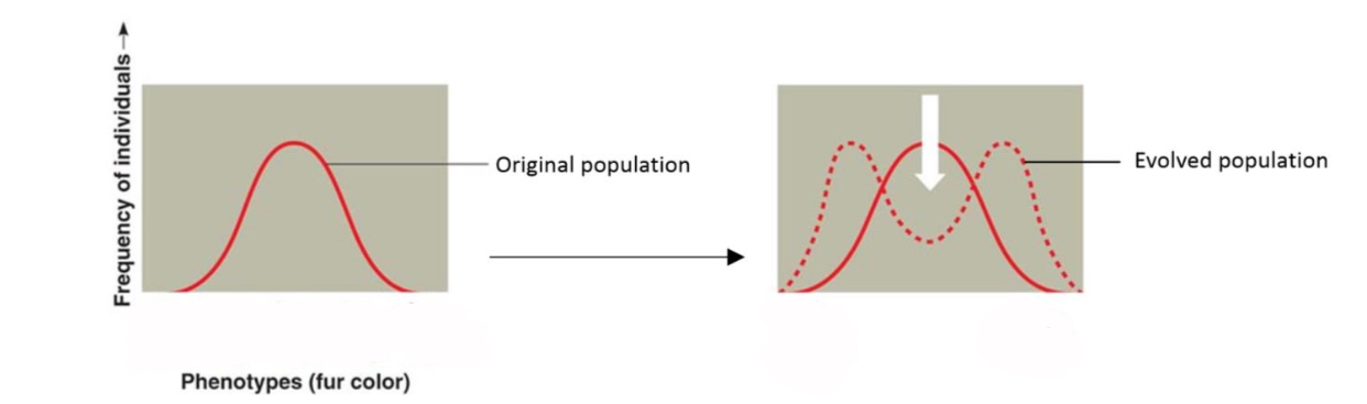 <p><strong>Describe disruptive selection</strong></p>