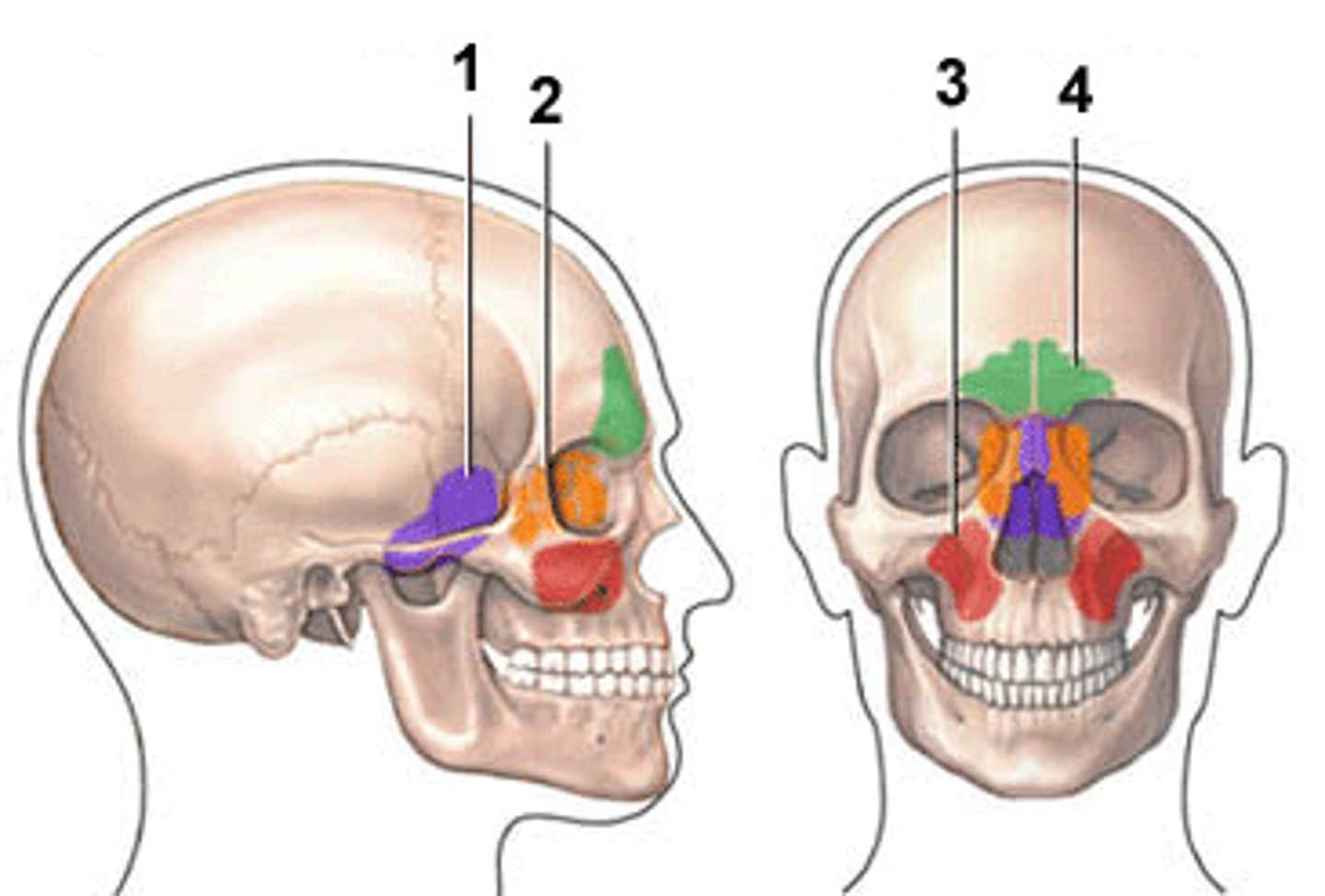 <p>Name four bones in the skull that contain sinuses.</p>