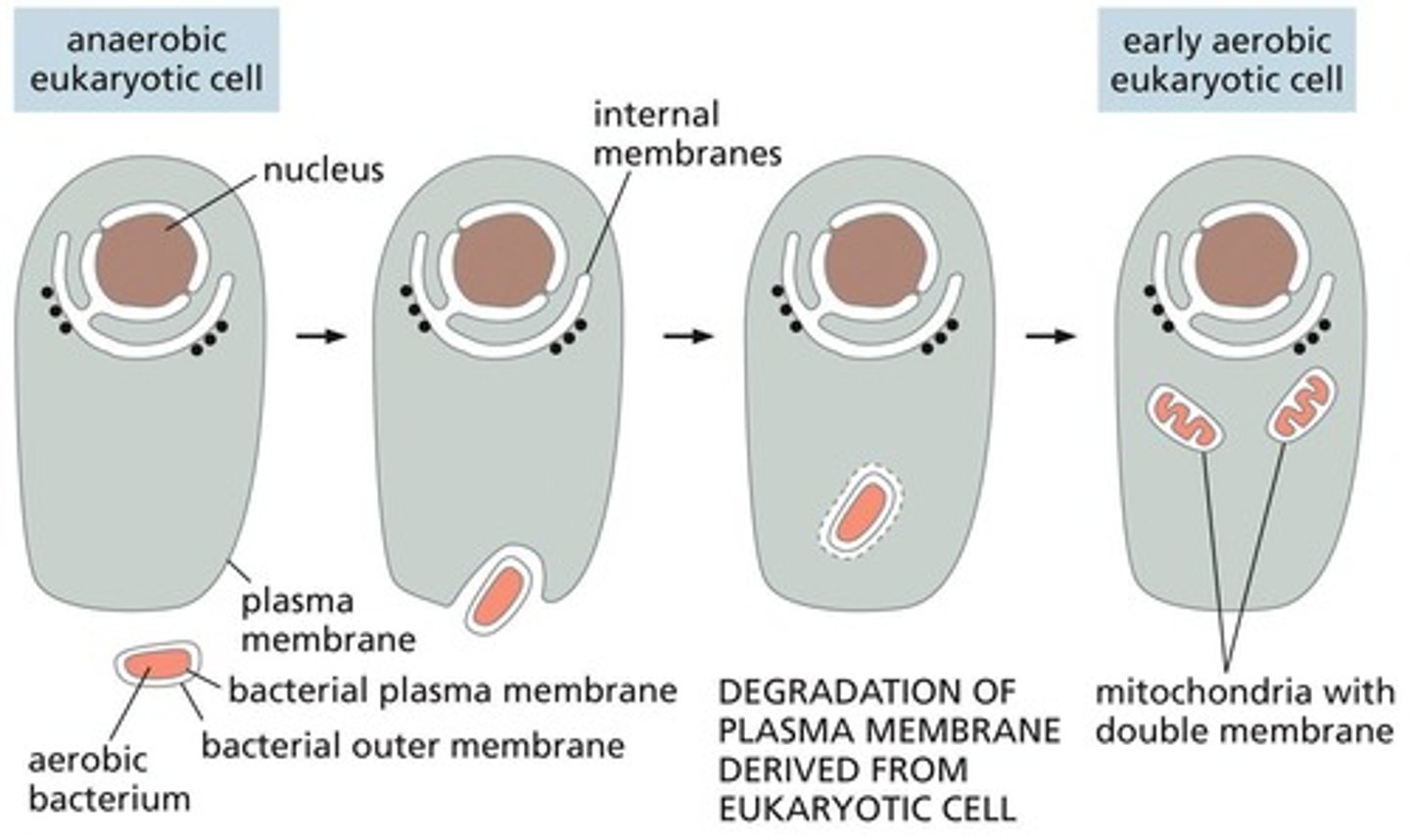 <p>ATP synthesis by oxidative phosphorylation</p>