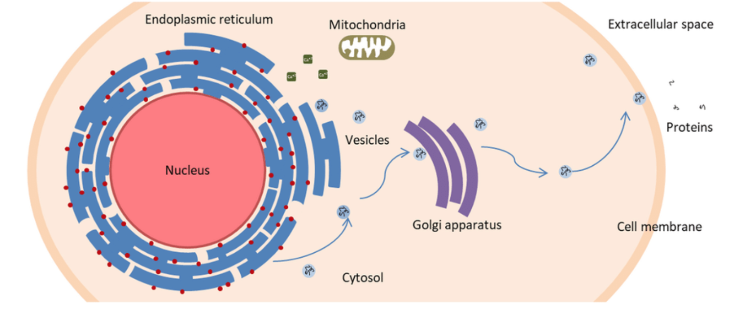 <ul><li><p>a gene is transcribed into mRNA in the nucleus</p></li><li><p>the mRNA leaves through a nuclear pore</p></li><li><p>the mRNA reaches a ribosome on the RER</p></li><li><p>the ribosome synthesises a protein into the RER</p></li><li><p>the protein is packed in a vesicle that leaves the RER</p></li><li><p>the vesicle reaches the golgi and fuses w/ its cisternae</p></li><li><p>the protein is released outside</p></li></ul><p></p>