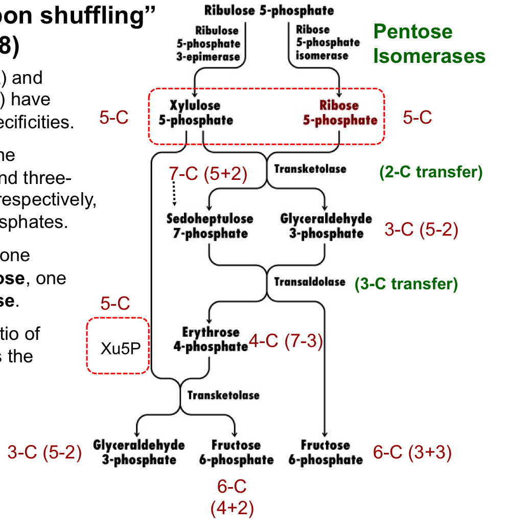 transketolase moves 2 carbons from Xu5P (5C) to R5P (5C), generated a 7C cmpd and a 3C cmpd

transaldolase moves 3 carbons from the 7C cmpd to the 3C cmpd, forming a 4C cmpd and a 6C cmpd

transketolase transfers 2 carbons from Xu5P to the 4C cmpd to form a 3C cmpd and a 6C cmpd 

the net result is a 3C cmpd and two 6C cmpds