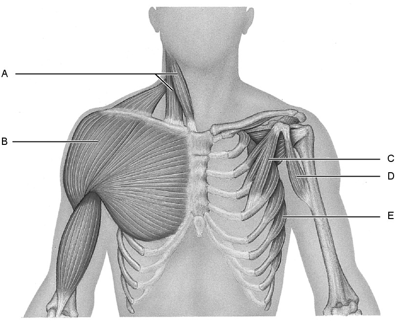 <p><strong><span>A muscle that has its origin on the manubrium of the sternum and medial portion of the clavicle, and its insertion in the mastoid process of the temporal bone. Provide the label.</span></strong></p><p><span>A</span><br><span>B</span><br><span>C</span><br><span>D</span><br><span>E</span></p>