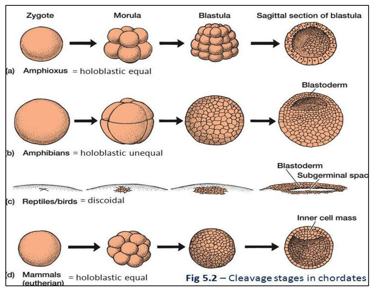 <ol><li><p>Amphioxus / Lancelet</p></li><li><p>Amphibians</p></li><li><p>Reptiles &amp; Birds</p></li><li><p>Mammals</p></li></ol>