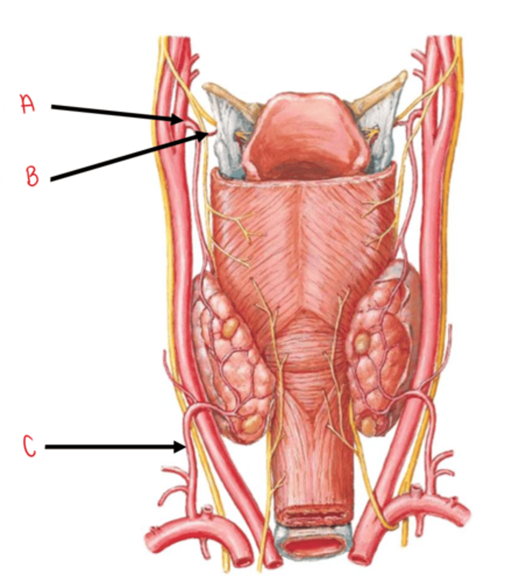 <p>identify B</p>