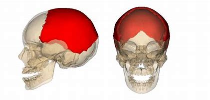 <p>What Cranial bone is this?</p>