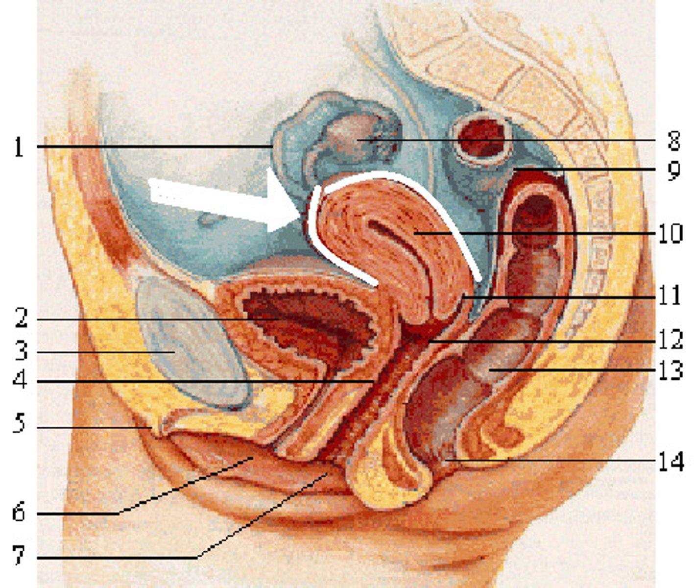 <p>The outer most layer of the uterus wall is the ______</p>