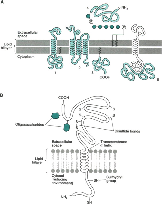 <p>Integral membrane proteins have hydrophobic amino acid residues that interact with the fatty core of the membrane, allowing them to function as channels, receptors, pumps, and enzymes, facilitating movement and communication</p>