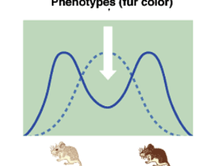 <ul><li><p>intermediate (heterozygotes) are less fit than extremes (homozygotes)</p></li><li><p>maintains diversity</p></li></ul>