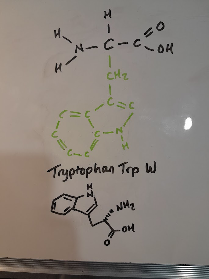 <ul><li><p>Trp</p></li><li><p>W</p></li><li><p>hydrophobic nonpolar</p></li><li><p>aromatic</p></li></ul><p></p>