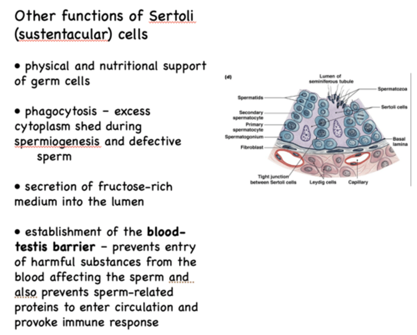 <p>Blood-testis barrier</p>