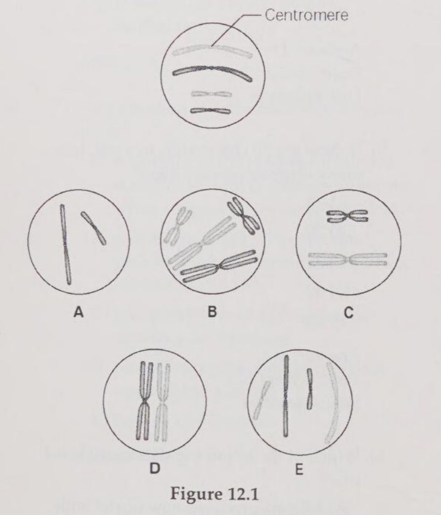 <p>The lettered circle in Figure 12.1 shows a diploid nucleus with four chromosomes. There are two pairs of homologous chromosomes, one long and the other short. One haploid set is symbolized as black and the other haploid set is gray. The chromosomes in the unlettered circle have not yet replicated. Choose the correct chromosomal conditions for the prometaphase stage. </p>