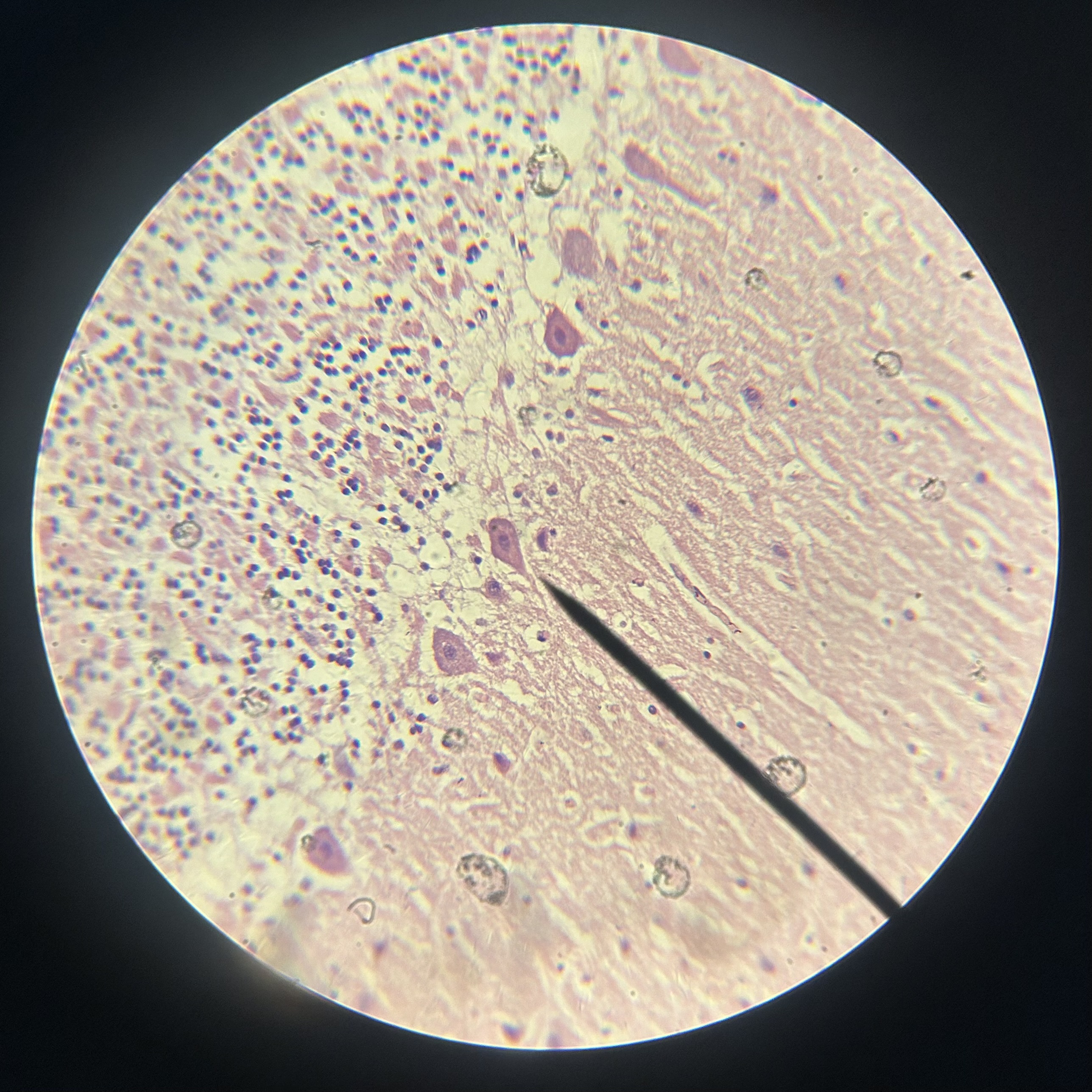 <p>What structure is shown?</p>