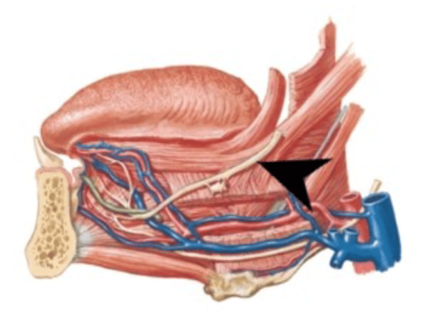 <p>What is this nerve?</p>