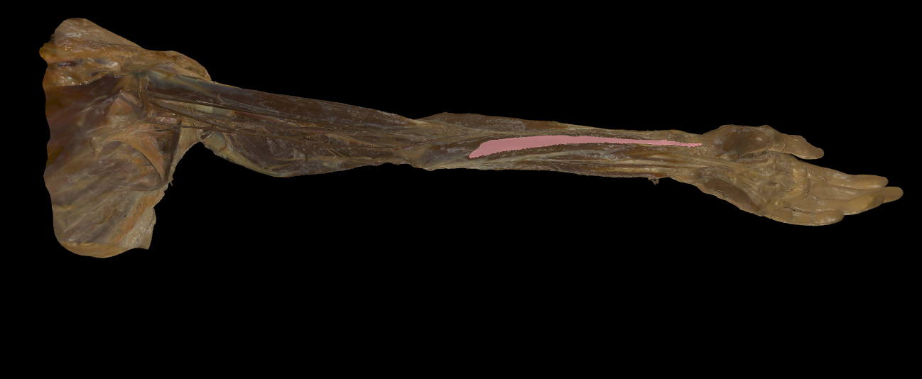 term image