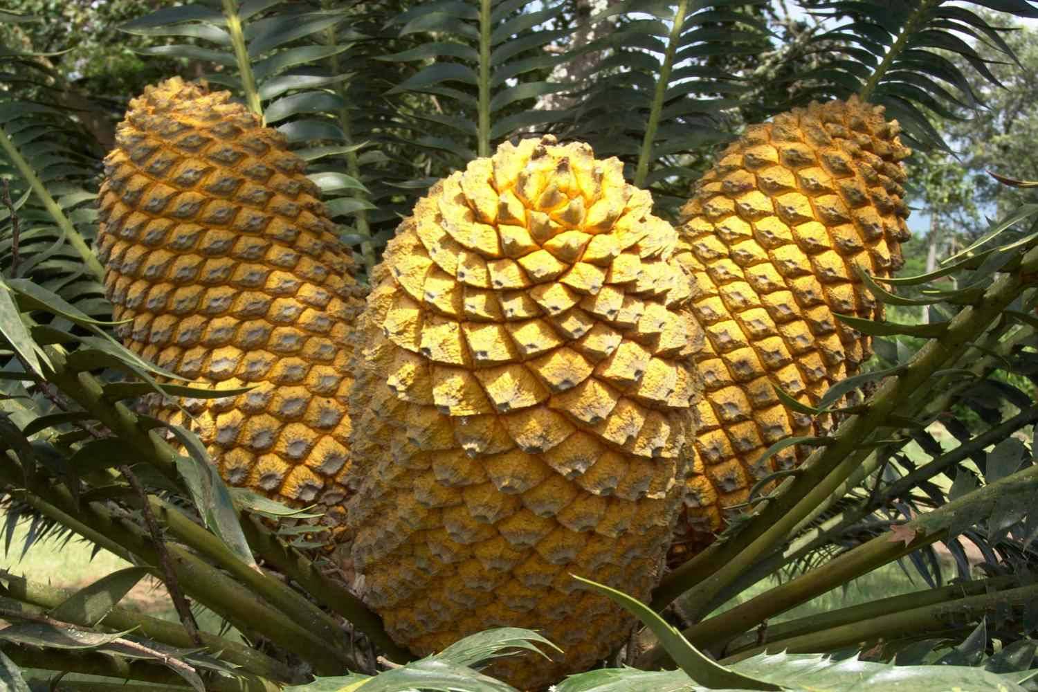 <p>Do do gymnosperms have fruits?</p>