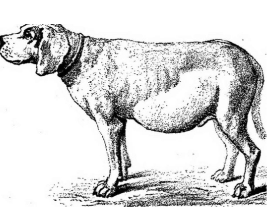 <p>1. lesion size</p><p>2. breed</p><p>3. incidentally found</p>