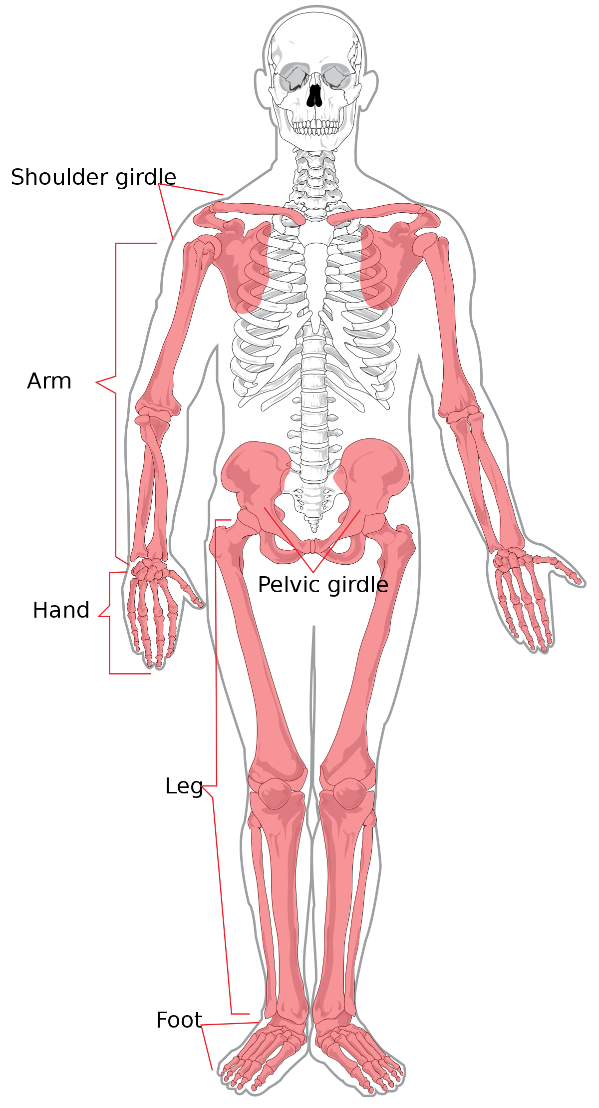 bones of the shoulder, pelvis, and upper and lower extremities
