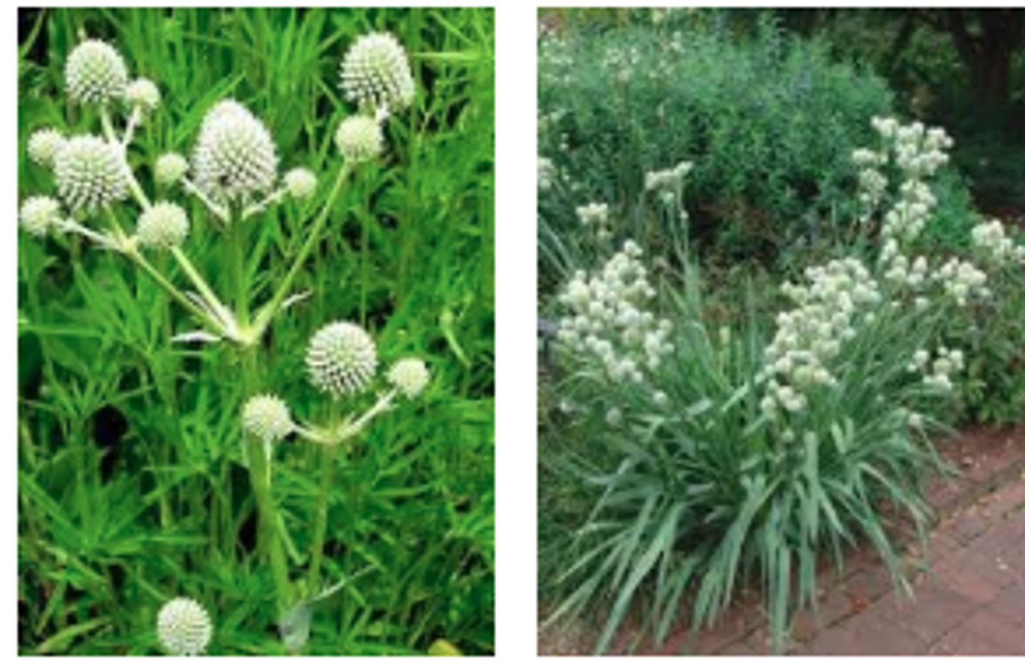 <p>-inflorescence of modified head, umbelets<br>-clasping leaves<br>-flowers resemble yucca</p>