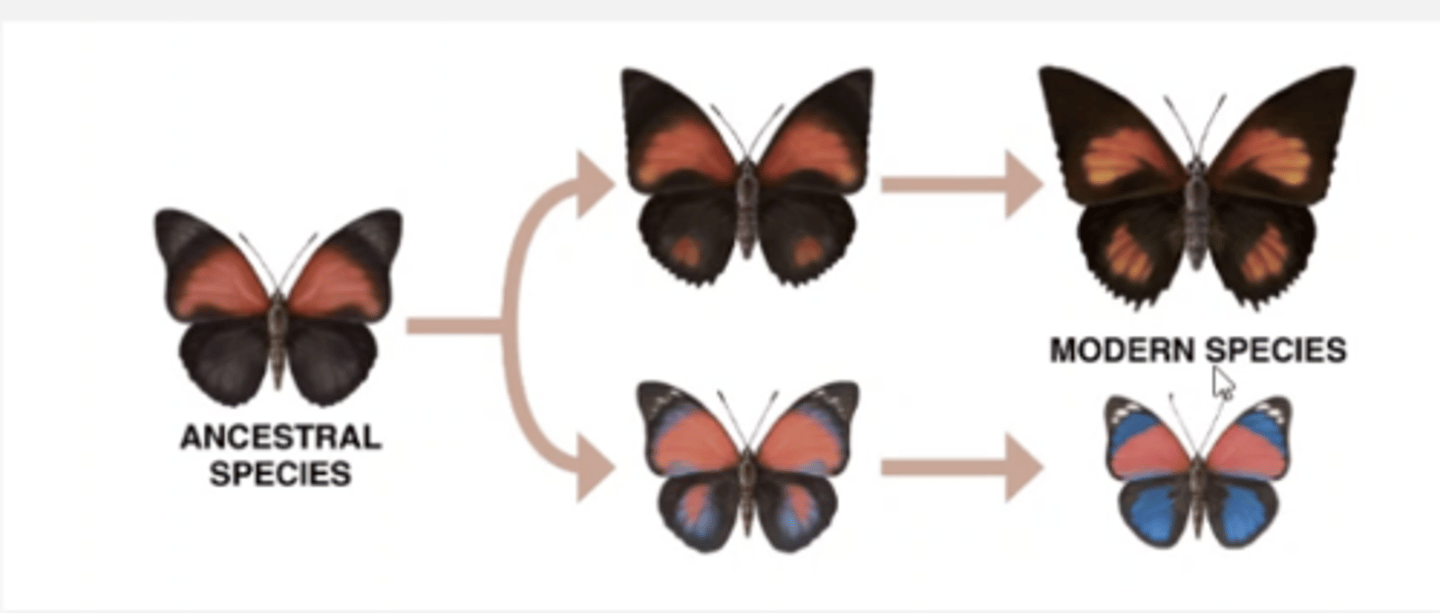 <p>-An ancestral population splits into two or more populations.</p>