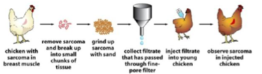 <p><span>– Ils ont permis de </span><strong>comprendre le mécanisme de formation des cancers</strong><br><span>– Exemple historique :</span><br><span>– </span><strong>Sarcomes de poulet</strong><span> → isolation, destruction et filtration des cellules infectées→ </span><strong>agent infectieux très petit</strong><br><span>– Injection dans un autre poulet sain → </span><strong>apparition d’une tumeur</strong></p>