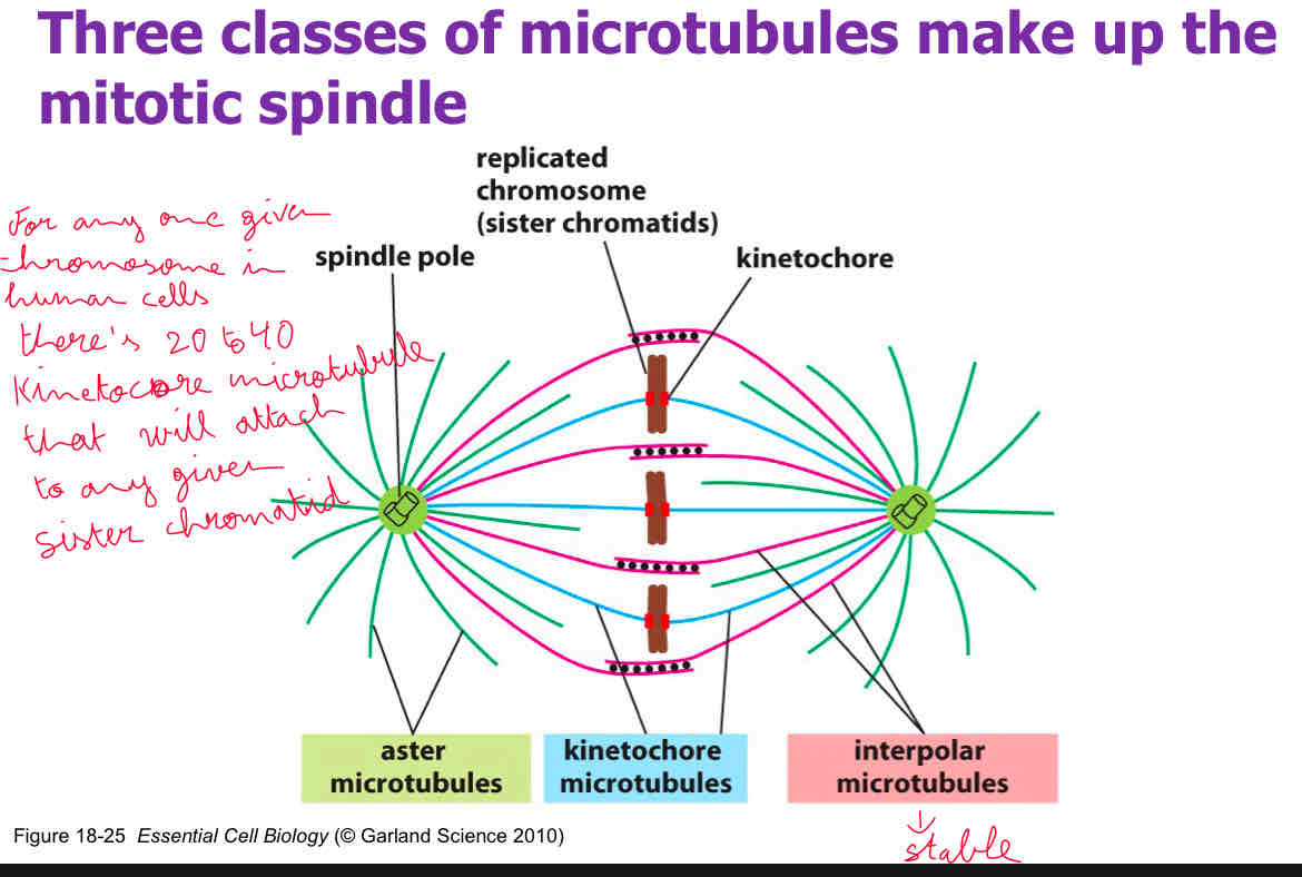 <p>A </p><p>attach slide 14</p>