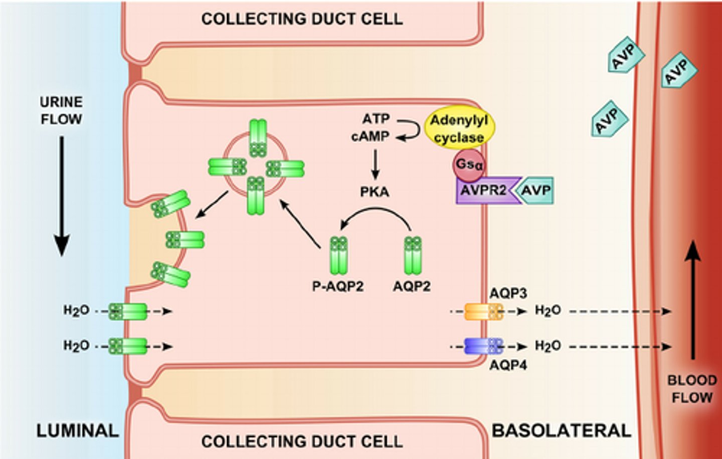 <p>Aquaporins are water channels located in the cells of the collecting duct. ADH causes the aquaporins to fuse with the apical surface, increasing the number of water channels pumping water out of the collecting duct.</p>