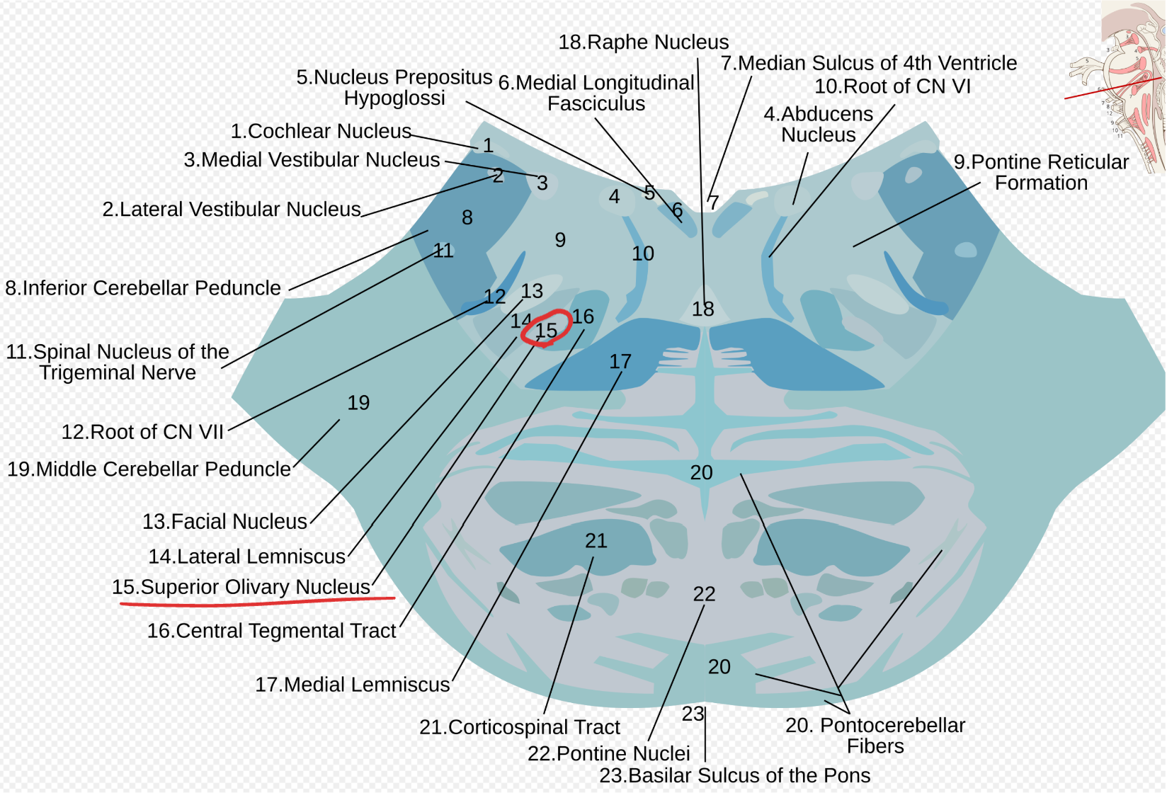 <p>Superior olivary nucleus</p>