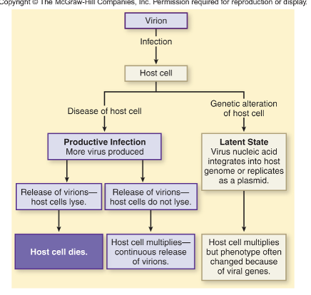 <ol><li><p>a virus infects a host cell</p></li><li><p>either disease of the host cell or genetic alteration of host cell occurs</p></li><li><p>if disease of host cell occurs, we get a productive infection, and more virus is produced</p></li><li><p>when these viruses are released, 2 things can happen: either the host cells lyse, or the host cells don’t lyse</p></li><li><p>If the host cell lyses, it dies. If the host cell does not lyse, it multiplies, causing the continuous release of virions (chronic infection)</p></li><li><p>if genetic alteration of the host cell occurs, the host cell experiences a latent state</p></li><li><p>In this latent state, the viral DNA is integrated into the host cell genome, but no new viral particles are being produced</p></li><li><p>Then, the host cell will multiply, but the phenotype is changed because of the viral genes that are integrated in the chromosome, causing the cell to not work right</p></li></ol><p></p>