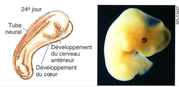 <p>→ développement du cerveau antérieur <br>(→ développement du coeur)</p>