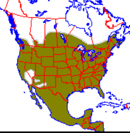 <p>Which species fits the following habitat and management concerns?</p><p><br>Habitat: Generalists wherever there is water; widely distributed from southern Canada through Central America; adapts easily to human disturbance and presence</p><p>Management issues: Furbearers; damage crops and kill poultry; reservoirs of rabies in some areas</p>