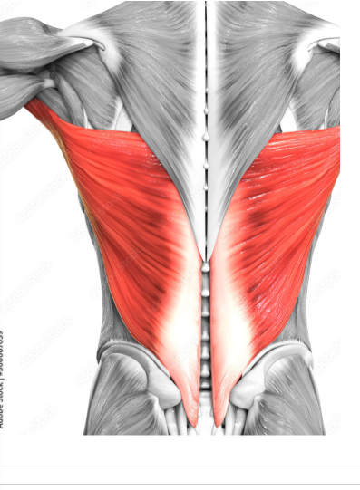 <p>O -T7-L5 -iliac crest -inferior angle of scapula I -humerus PA -abduction of arm -medially rotates</p>