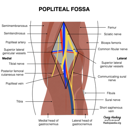 <p>posterior; Referring to the back of the knee or the area behind the knee joint.</p>