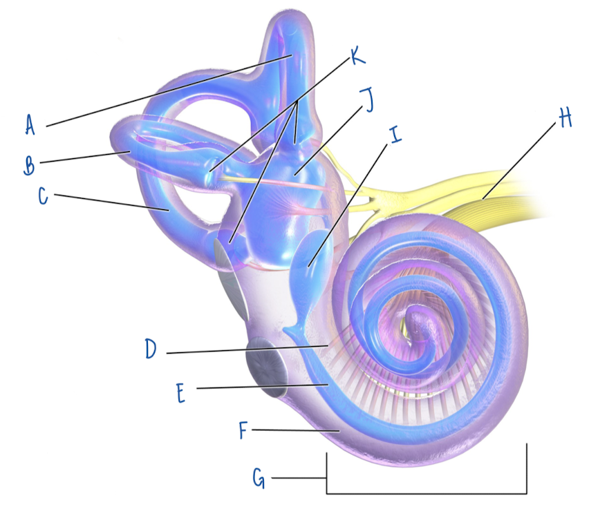 <p>Name the part of the inner ear labeled F</p>