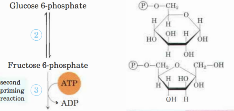 <p>Glukos-6-fosfat → Fruktos-6-fosfat med enzymet <strong>fosfohexoisomeras</strong>. Här skapas en fri hydroxylgrupp. Reversibel process. </p>