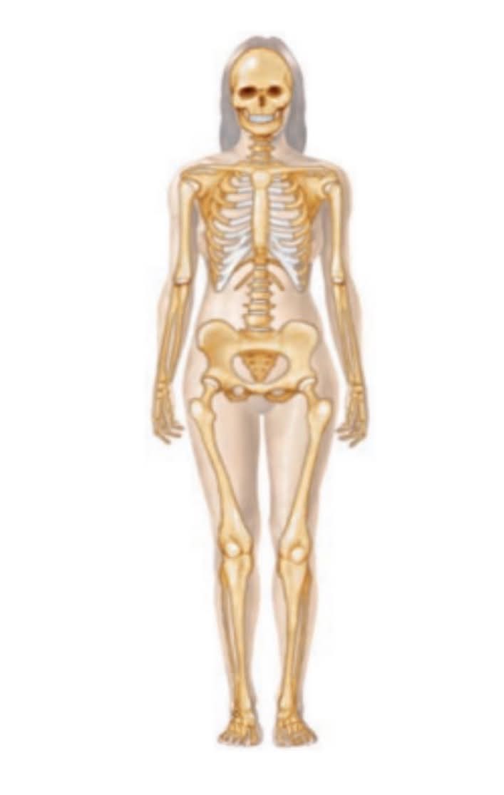 <p>What body system is this?</p>