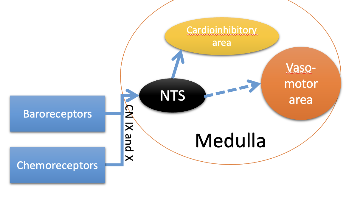 <ol><li><p>Extreme condisions</p></li><li><p>carotid and aortic boddies detect low O2 delivery</p></li><li><p>medullary chemoreceptors detect high arterial CO2</p><ul><li><p>via the resultant reduction in brain pH</p></li></ul></li><li><p>Afferent signals from the arotid and aortic bodies travel by similar pathways to baroreceptors signals</p><ul><li><p>carotid sinus→ glossopharyneal</p></li><li><p>vagus nerve→ aortic arch</p></li></ul></li></ol><p></p>