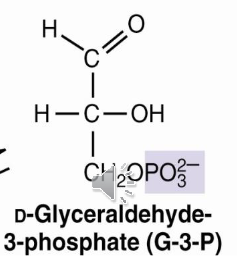 <p>G3P</p>