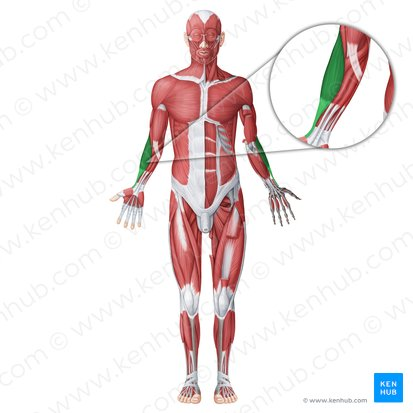 <ol><li><p>brachioradialis</p></li><li><p>proximal 3rd of lateral supracondylar ridge of humerus</p></li><li><p>styloid process of radius</p></li><li><p>assist pronation &amp; supination of forearm</p></li></ol><p></p>
