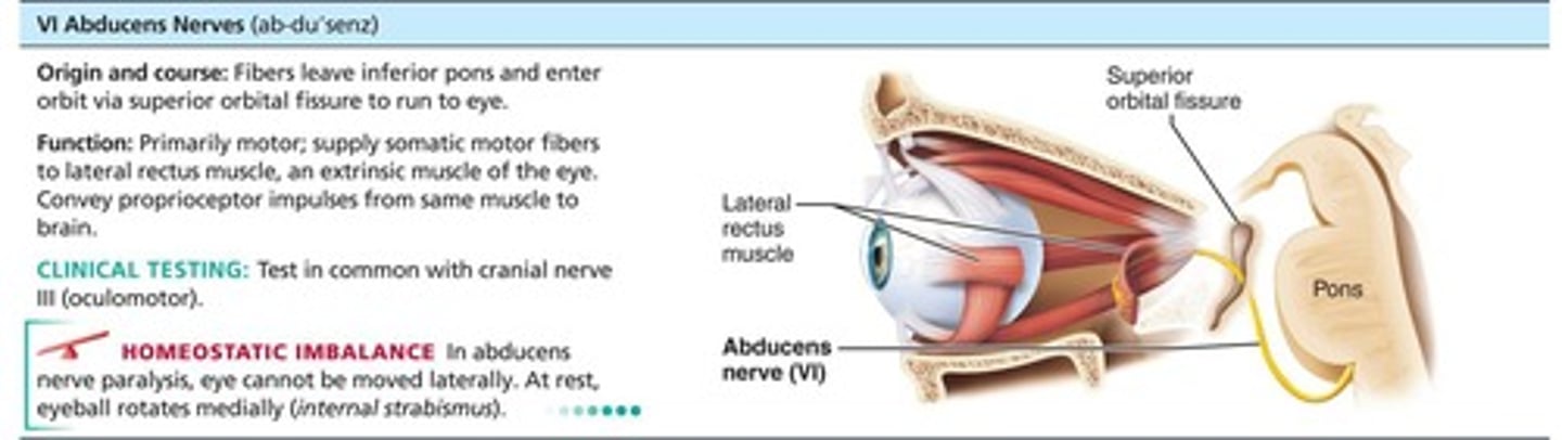 <p>Fibers from inferior pons enter orbits via superior orbital fissures. Primarily a motor, innervating lateral rectus muscle.</p>