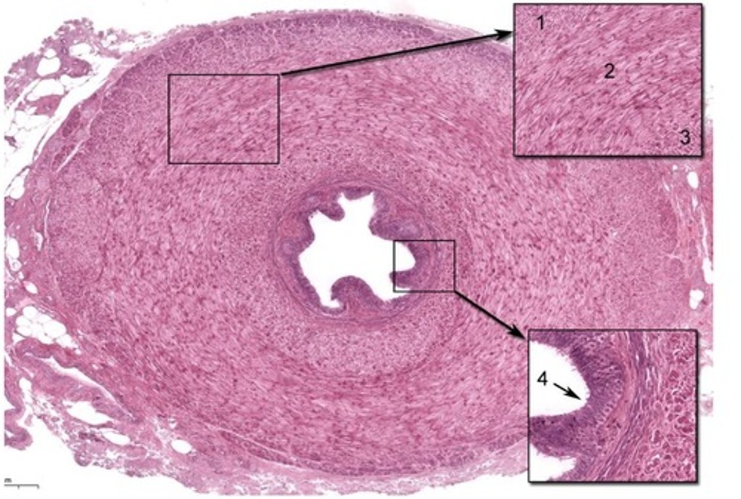 <p>name the layer at 1 in the epididymis</p>
