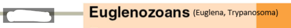 <p>Trypanasoma<br>Euglena</p>