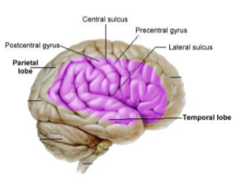 <p>An abnormality in the ability to orient attention towards, or respond to, the contralesional side of space which is not attributable to a primary sensory or motor deficit.</p>
